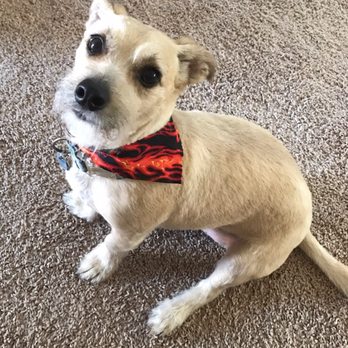 HouseCall Pawdicures - Ralfie-After - Pet Groomers Near Me