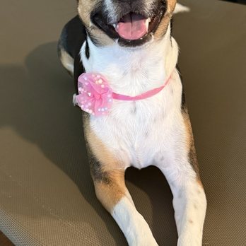 Paws & Co - Happy Girl! - Pet Groomers Near Me - Covina, California