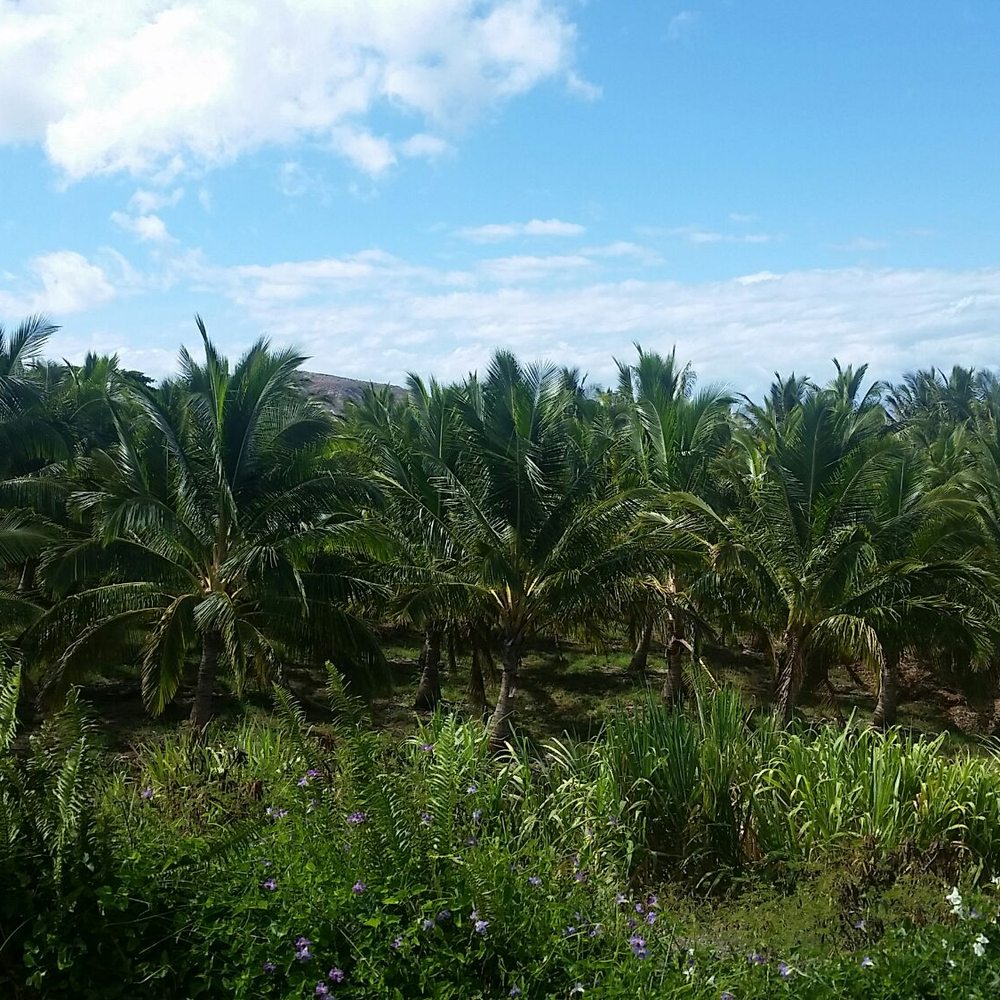 Punakea Palms - Tours Near Me - Lahaina, Hawaii Punakea Palms - Tours Near Me - Lahaina, Hawaii