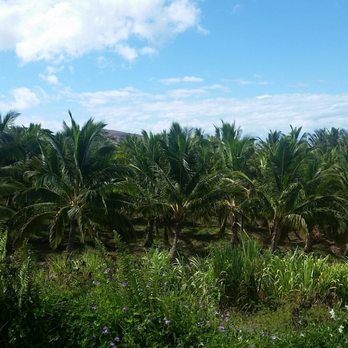 Punakea Palms - Tours Near Me - Lahaina, Hawaii Punakea Palms - Tours Near Me - Lahaina, Hawaii