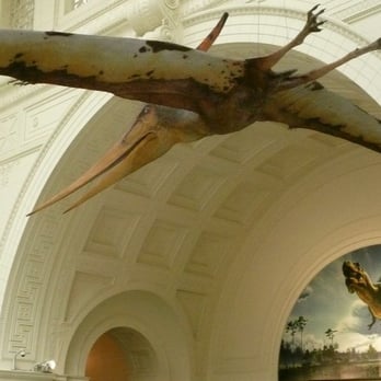 Field Museum - field pterodactyl - Museums Near Me - Chicago, Illinois