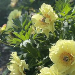 Webster Arboretum