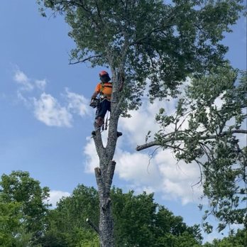 Tree Hero - Tree Services Near Me - Knoxville, Tennessee Tree Hero - Tree Services Near Me - Knoxville, Tennessee