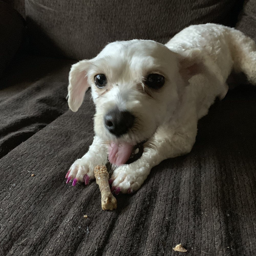 Petco - Even painted nails so adorable! - Pet Stores Near Me - Modesto, California Petco - Even painted nails so adorable! - Pet Stores Near Me - Modesto, California
