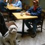 Photo of Dogs LTD. & Training