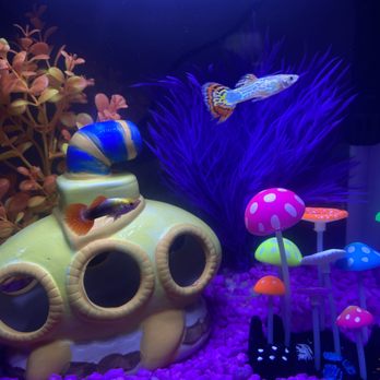 The Fish Tank - Fancy Molly - Aquarium Services Near Me - Daytona Beach, Florida The Fish Tank - Fancy Molly - Aquarium Services Near Me - Daytona Beach, Florida