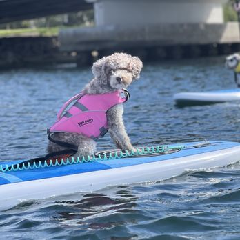 SUP Pups - Paddleboarding Near Me - San Diego, California SUP Pups - Paddleboarding Near Me - San Diego, California