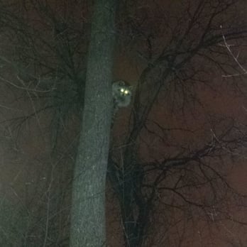 Predator Pest Eliminators - Raccoon Hide-out - Pest Control Near Me - Winnipeg, Manitoba