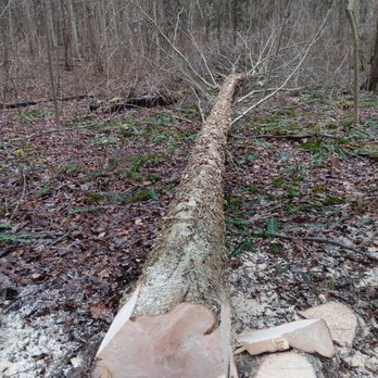 Martin Logging - Yellow Birch, Cato NY. - Tree Services Near Me - North Rose, New York Martin Logging - Yellow Birch, Cato NY. - Tree Services Near Me - North Rose, New York