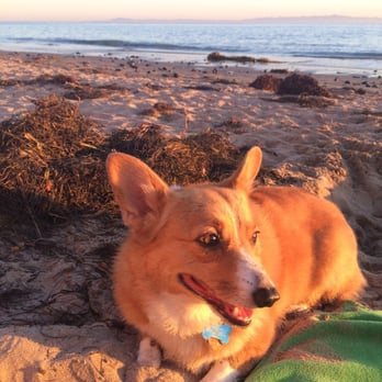 Arroyo Burro Beach - My dog loves this beach!  She watched the sunset with me. - Beaches Near Me - Santa Barbara, California