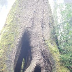 Cathedral Tree - Super high