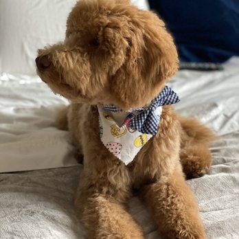 K & A  Grooming - Chancho my Mini Goldendoodle - Pet Groomers Near Me - Pflugerville, Texas