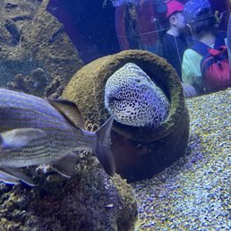 Eel Eel