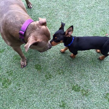Smart Dog Dallas - She's big but she's sweet and loves the littles - Pet Training Near Me - Dallas, Texas Smart Dog Dallas - She's big but she's sweet and loves the littles - Pet Training Near Me - Dallas, Texas