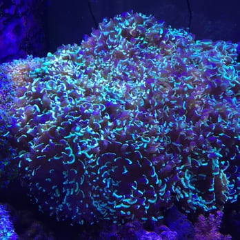 Tank Smart Aquariums - Aquarium Services Near Me - Lake Worth, Florida
