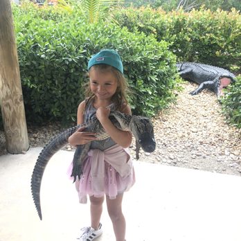 gator park - Boat Tours Near Me - Miami, Florida gator park - Boat Tours Near Me - Miami, Florida