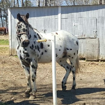 Dead Broke Farm - "PABLO" - Horseback Riding Near Me - Raleigh, North Carolina