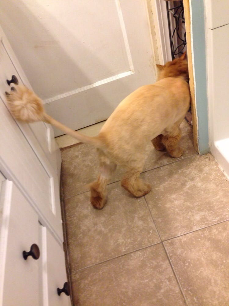 THE ANIMAL HOUSE Updated August 2024 306 Market St, Warren, Rhode