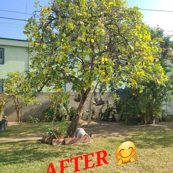 tree service - AFTER picture. Simply BEAUTIFUL lemon tree!! Thinned, Trimmed, and Shaped!!!! They were very caring with my parent's yard. - Tree Services Near Me tree service - AFTER picture. Simply BEAUTIFUL lemon tree!! Thinned, Trimmed, and Shaped!!!! They were very caring with my parent's yard. - Tree Services Near Me