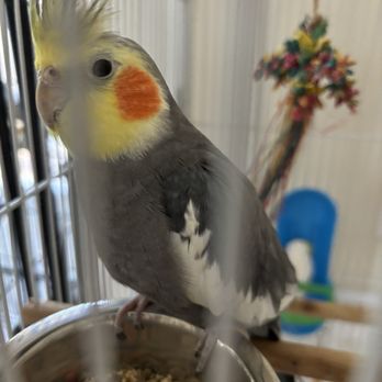 Fine Feathered Friends Foundation - Animal Shelters Near Me Fine Feathered Friends Foundation - Animal Shelters Near Me