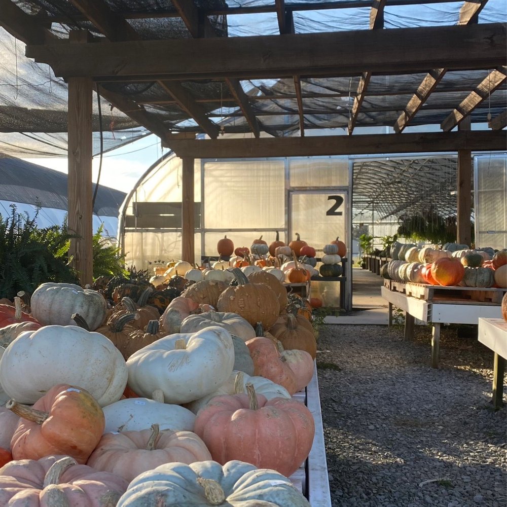 Lapp's Greenhouse - Seasonal Pumpkins - Nurseries & Gardening Near Me - Cowan, Tennessee