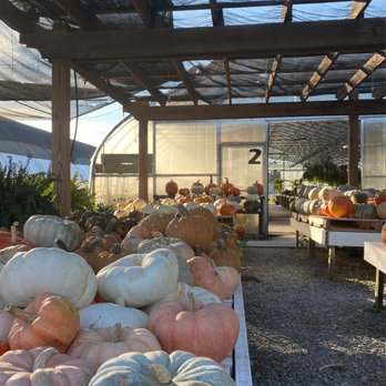 Lapp's Greenhouse - Seasonal Pumpkins - Nurseries & Gardening Near Me - Cowan, Tennessee Lapp's Greenhouse - Seasonal Pumpkins - Nurseries & Gardening Near Me - Cowan, Tennessee