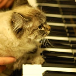 Golden Key Piano