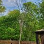 Photo of Gabriel Tree Service