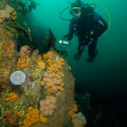 Dingle Marina Dive Center - Dive Dingle with Dingle Marina Dive Centre