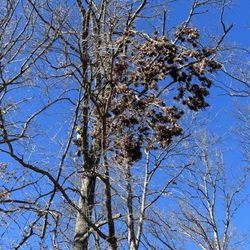 Citrine Tree Service - Removing 2 Hangers Off White Oak