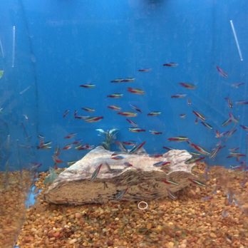 PetSmart - Lots of neon tetras for 1.00 - Pet Stores Near Me - Nanuet, New York PetSmart - Lots of neon tetras for 1.00 - Pet Stores Near Me - Nanuet, New York