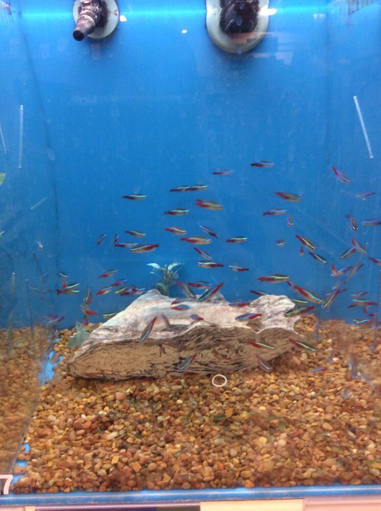 neon tetra petsmart