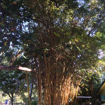 Foster Botanical Garden - Bamboo at the entrance - Botanical Gardens Near Me - Honolulu, Hawaii