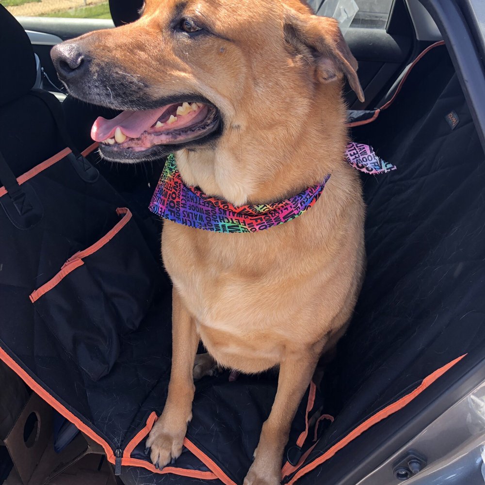 Animal Barn - The post-bath glow - Pet Sitting Near Me - Mobile, Alabama