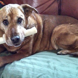Ontario, with enjoying a treat after her nail trim. Ontario, with enjoying a treat after her nail trim.