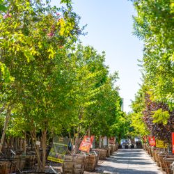 Moon Valley Nurseries