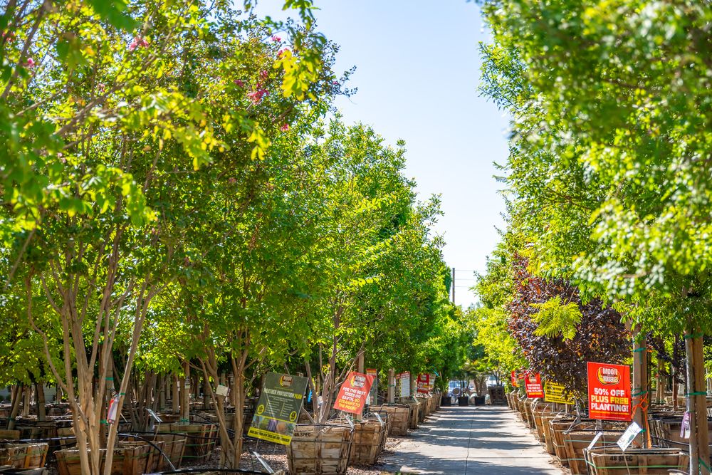 MOON VALLEY NURSERIES Updated May 2024 76 Photos & 117 Reviews