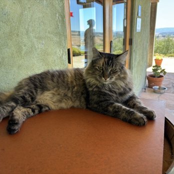 Kiler Ridge Olive Oil - Beautiful and friendly cat - Olive Oil Near Me - Paso Robles, California