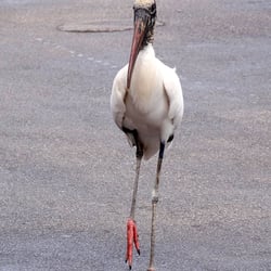 One Stop West Indies Restaurant - The Wood Stork, cautiously approaching.