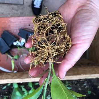 Direct Gardening - plant arrived with no soil - how is this thing still alive? - Nurseries & Gardening Near Me - Bloomington, Illinois Direct Gardening - plant arrived with no soil - how is this thing still alive? - Nurseries & Gardening Near Me - Bloomington, Illinois