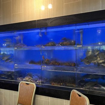 Ming Dynasty - 8/11/23 Live seafood - Cantonese Near Me - Sacramento, California Ming Dynasty - 8/11/23 Live seafood - Cantonese Near Me - Sacramento, California