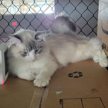 Cat Show Cat Cafe - Themed Cafes Near Me - Bozeman, Montana