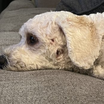 Ladies Pet Grooming - Two big cuts on his face :( - Pet Groomers Near Me - Glendora, California
