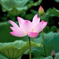 Scenic Landscapes Water Garden Nursery - We are a Garden Center for all your Landscape and Gardening needs.