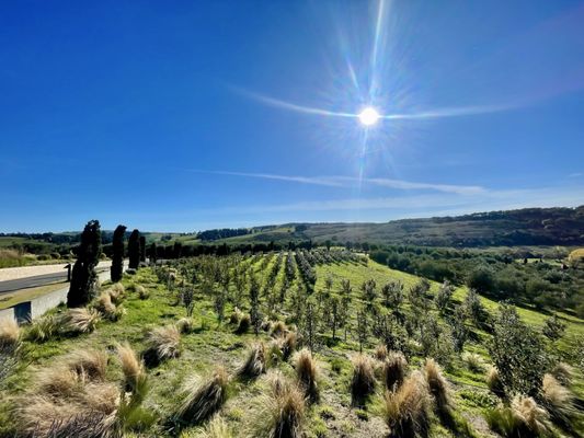 Gold Ridge Organic Farms by null