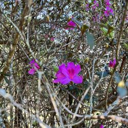 Avery Island