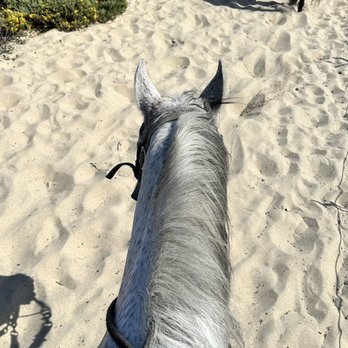 Monterey Bay Equestrian Center - My sweet horse friend! - Horseback Riding Near Me - Castroville, California Monterey Bay Equestrian Center - My sweet horse friend! - Horseback Riding Near Me - Castroville, California