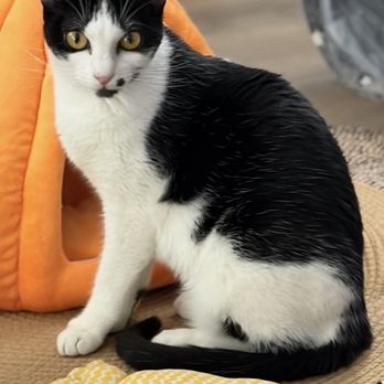 OC Animal Care - Joobie - Animal Shelters Near Me - Tustin, California OC Animal Care - Joobie - Animal Shelters Near Me - Tustin, California