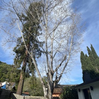 Califa Tree Care - Before - Tree Services Near Me
