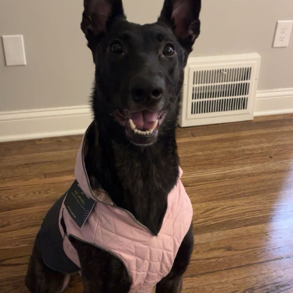 Red Lantern Dog Training - Lola - Pet Training Near Me - Ortonville, Michigan Red Lantern Dog Training - Lola - Pet Training Near Me - Ortonville, Michigan